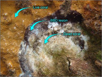 Physicochemical Controls on Zones of Higher Coral Stress Where Black Band Disease Occurs at Mākua Reef, Kaua‘i, Hawai‘i